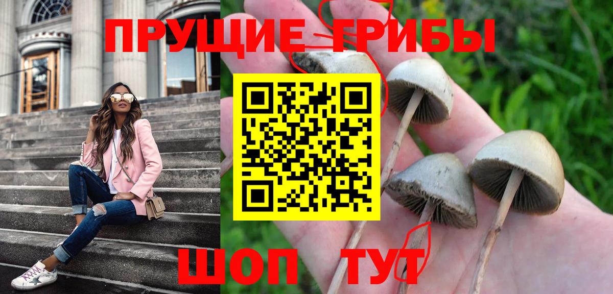 Галлюциногенные грибы Psilocybine cubensis Касимов