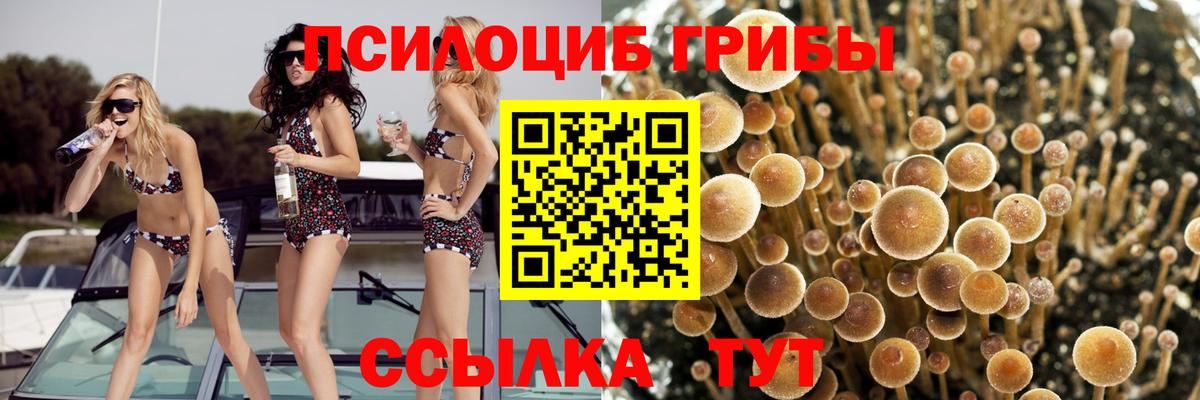 Галлюциногенные грибы Magic Shrooms  Вход с VPN  Касимов  Галлюциногенные грибы MAGIC MUSHROOMS 